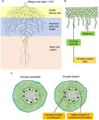 Lentil adaptation to drought stress: response, tolerance, and breeding approaches